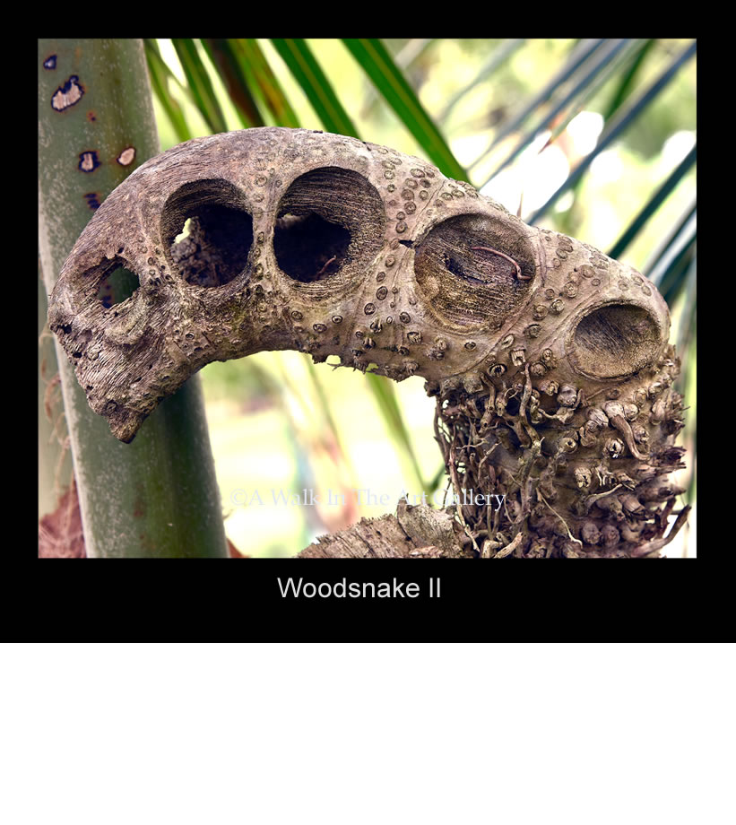 Woodsnake II